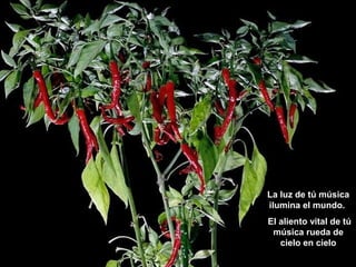 La luz de tú música
ilumina el mundo.
El aliento vital de tú
música rueda de
cielo en cielo
 