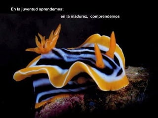En la juventud aprendemos;
en la madurez, comprendemos
 