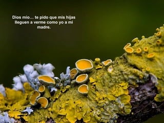 Dios mio… te pido que mis hijas
lleguen a verme como yo a mi
madre.
 