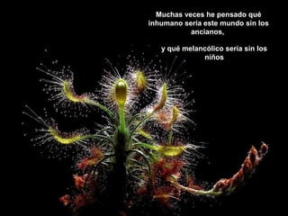 Muchas veces he pensado qué
inhumano sería este mundo sin los
ancianos,
y qué melancólico sería sin los
niños
 