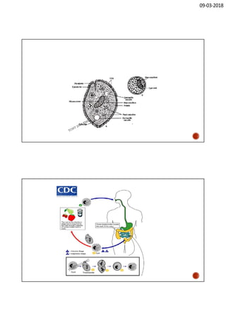 Parasites Tutorial Parasitology revision notes | PDF