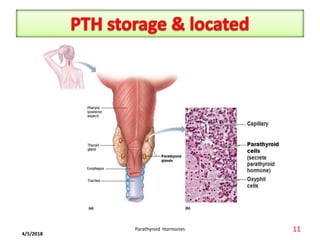 4/5/2018
11Parathyroid Hormones
 