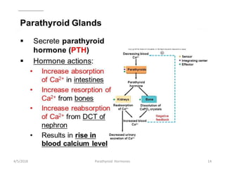 4/5/2018 14Parathyroid Hormones
 