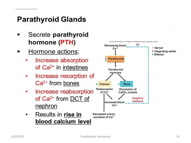 ParaThyroid Hormone Synthesis,Storge Secretion and Transportation | PPTX