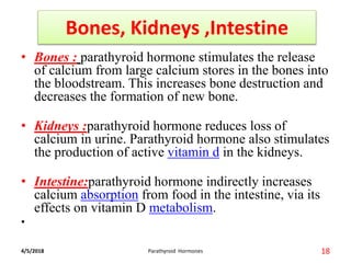 Bones, Kidneys ,Intestine
• Bones : parathyroid hormone stimulates the release
of calcium from large calcium stores in the bones into
the bloodstream. This increases bone destruction and
decreases the formation of new bone.
• Kidneys :parathyroid hormone reduces loss of
calcium in urine. Parathyroid hormone also stimulates
the production of active vitamin d in the kidneys.
• Intestine:parathyroid hormone indirectly increases
calcium absorption from food in the intestine, via its
effects on vitamin D metabolism.
•
4/5/2018 18Parathyroid Hormones
 