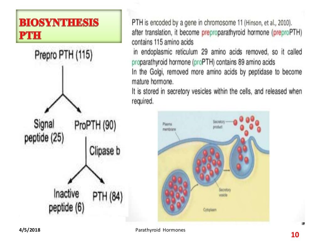 ParaThyroid Hormone Secretion and Transportation