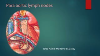 Para aortic lymph nodes
Israa Kamel Mohamed Elaraby
 