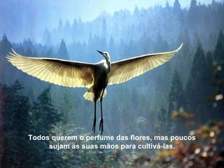 Do útero ao túmulo, vivemos numa escola; por isso, o que chamas de problemas são apenas lições. Não perdeste coisa alguma: Todos querem o perfume das flores, mas poucos sujam as suas mãos para cultivá-las. 