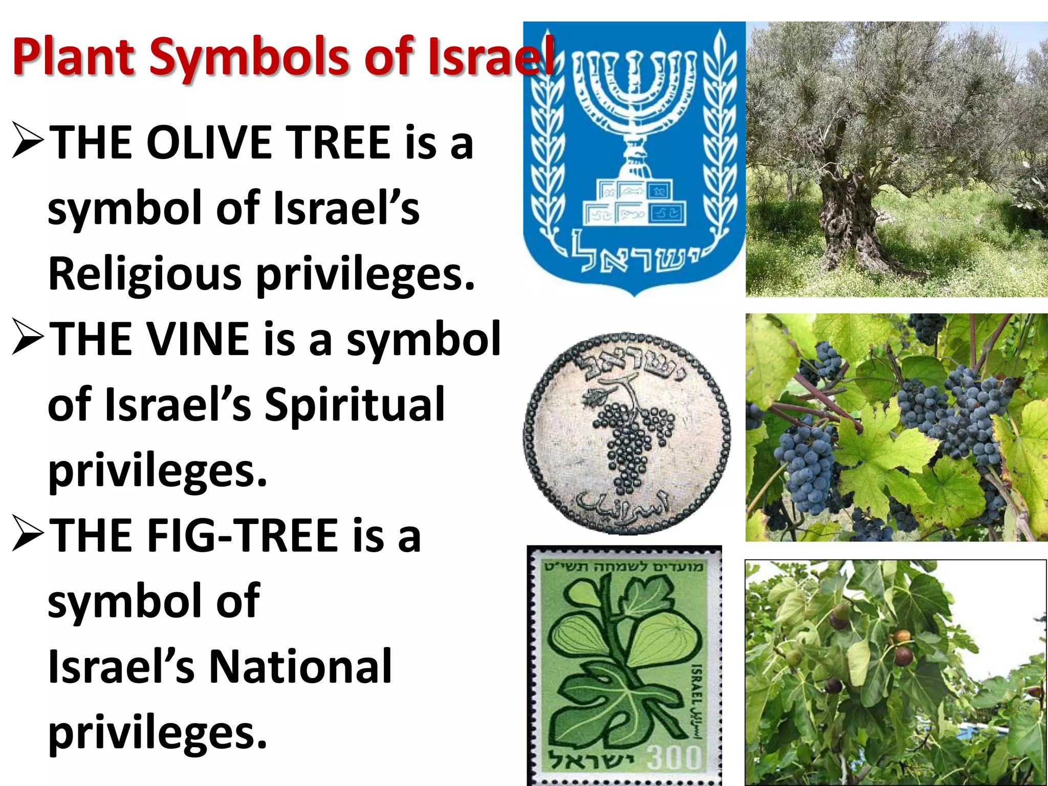 Plant Symbols of Israel
THE OLIVE TREE is a
 symbol of Israel’s
 Religious privileges.
THE VINE is a symbol
 of Israel’s Spiritual
 privileges.
THE FIG‐TREE is a
 symbol of
 Israel’s National
 privileges.
 