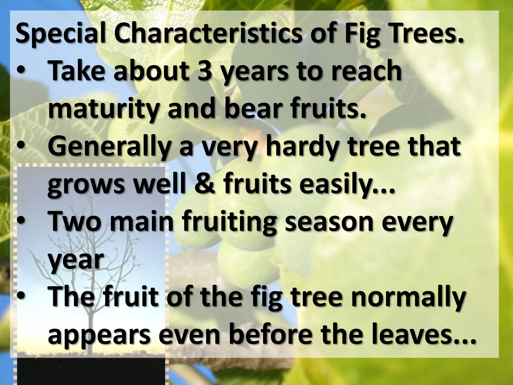 Special Characteristics of Fig Trees.
• Take about 3 years to reach
  maturity and bear fruits.
• Generally a very hardy tree that
  grows well & fruits easily...
• Two main fruiting season every
  year
• The fruit of the fig tree normally
  appears even before the leaves...
 