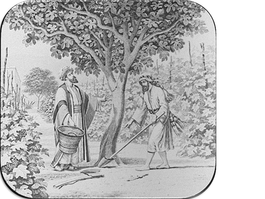 Parable of the barren fig tree Luke 13 6 9