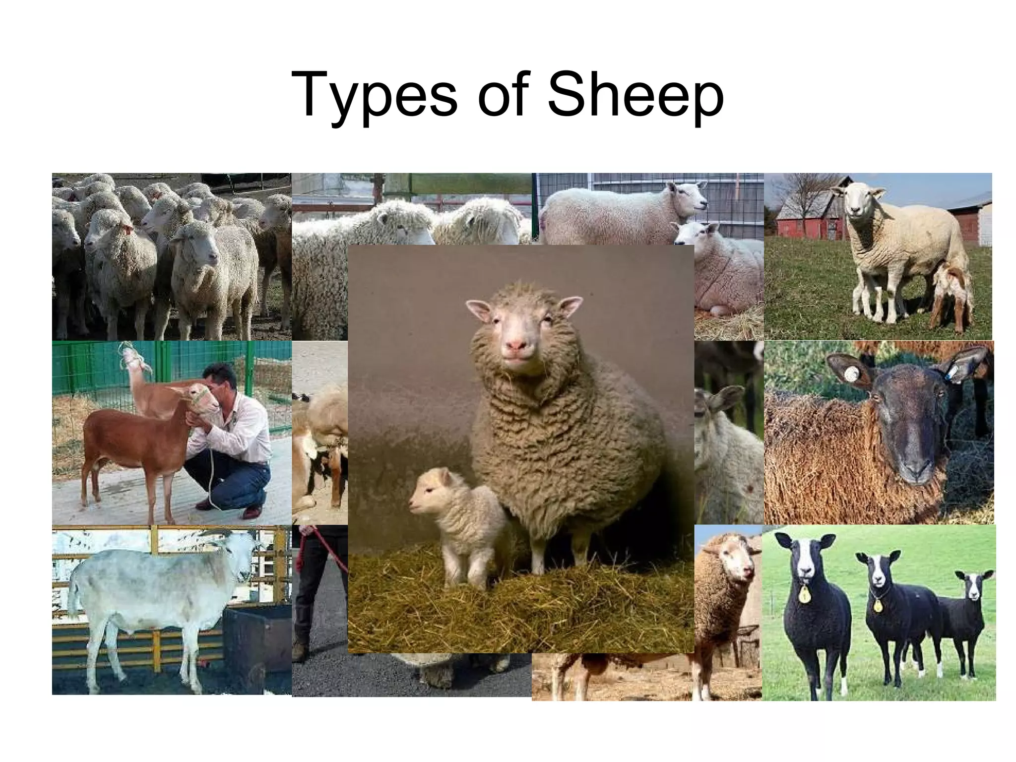 Parable Of The Sheep