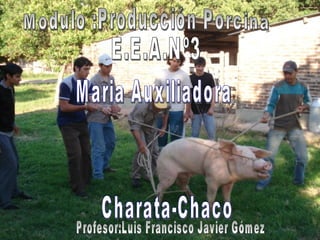 Modulo :Producción Porcina E.E.A.Nº3  Maria Auxiliadora Charata-Chaco Profesor:Luis Francisco Javier Gómez 