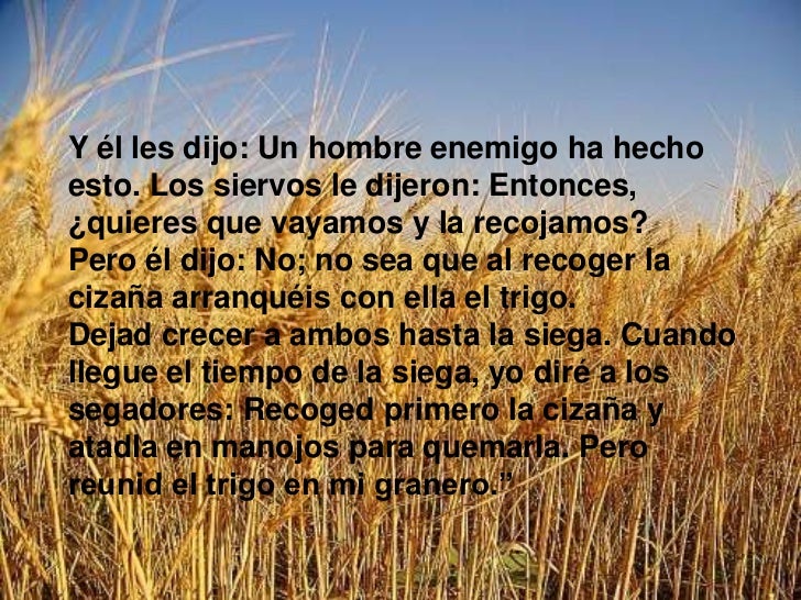 wallpapers Parabola Del Trigo Y La Cizaña Imagenes parabola del trigo y la cizana