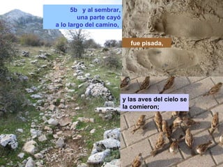 5b y al sembrar, una parte cayó a lo largo del camino, fue pisada, y las aves del cielo se la comieron;