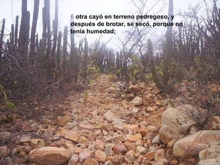 6 otra cayó en terreno pedregoso, y después de brotar, se secó, porque no tenía humedad;