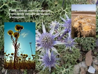 7 otra cayó en medio de abrojos, y creciendo con ella los abrojos, la ahogaron.