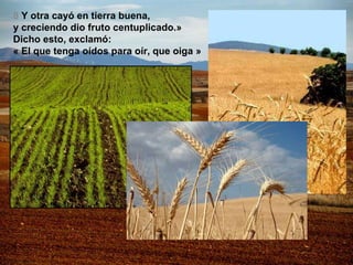 8 Y otra cayó en tierra buena, y creciendo dio fruto centuplicado.» Dicho esto, exclamó: « El que tenga oídos para oír, que oiga »