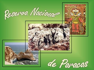 Reserva Nacional  de Paracas 