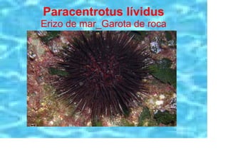 Paracentrotus lívidus
Erizo de mar_Garota de roca