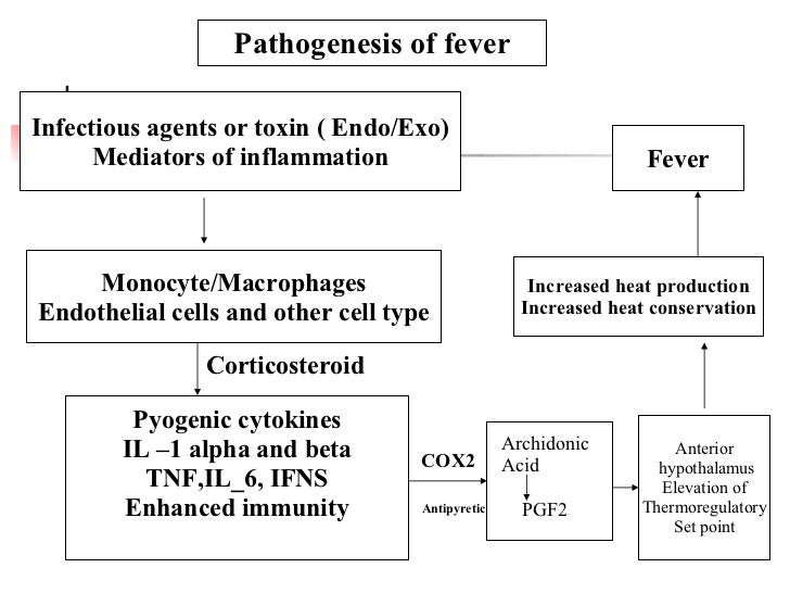 Mebeverine Hcl Mode Of Action