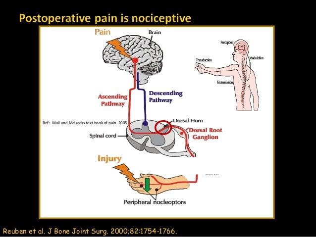 neuropathic pain for paracetamol the pain in widening horizon managment Paracetamol
