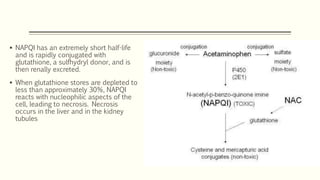  NAPQI has an extremely short half-life
and is rapidly conjugated with
glutathione, a sulfhydryl donor, and is
then renally excreted.
 When glutathione stores are depleted to
less than approximately 30%, NAPQI
reacts with nucleophilic aspects of the
cell, leading to necrosis. Necrosis
occurs in the liver and in the kidney
tubules
 