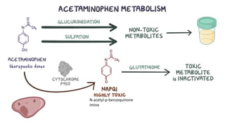 N-acetyl-p-benzoquinone
imine
 