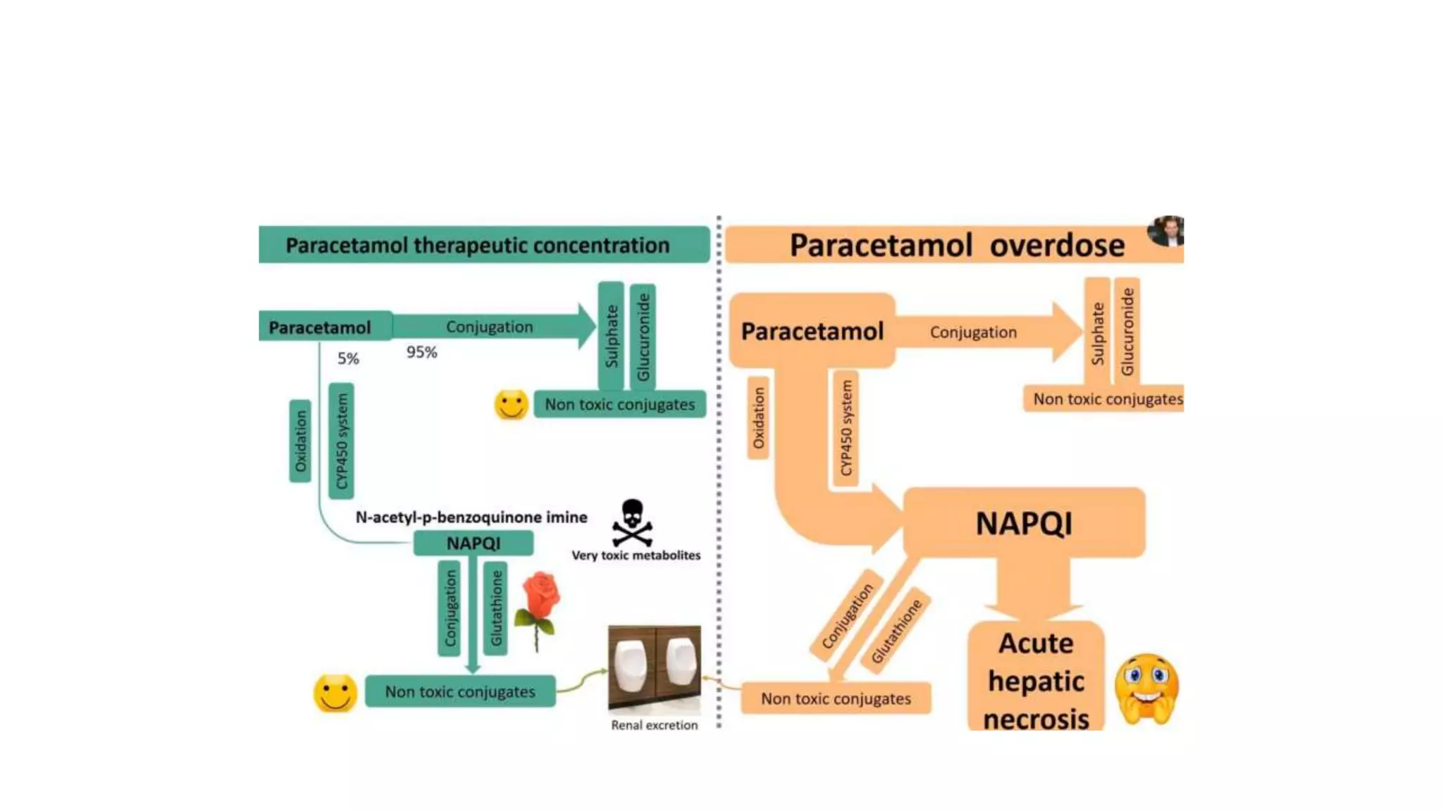 Paracetamol visual data 8
