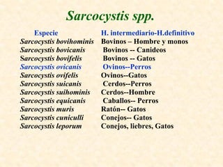 Sarcocystis spp.
    Especie               H. intermediario-H.definitivo
Sarcocystis bovihominis   Bovinos – Hombre y monos
Sarcocystis bovicanis     Bovinos -- Canideos
Sarcocystis bovifelis     Bovinos -- Gatos
Sarcocystis ovicanis      Ovinos--Perros
Sarcocystis ovifelis      Ovinos--Gatos
Sarcocystis suicanis      Cerdos--Perros
Sarcocystis suihominis    Cerdos--Hombre
Sarcocystis equicanis     Caballos-- Perros
Sarcocystis muris         Ratón-- Gatos
Sarcocystis cuniculli     Conejos-- Gatos
Sarcocystis leporum       Conejos, liebres, Gatos
 