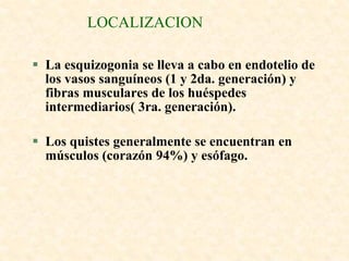 LOCALIZACION

 La esquizogonia se lleva a cabo en endotelio de
  los vasos sanguíneos (1 y 2da. generación) y
  fibras musculares de los huéspedes
  intermediarios( 3ra. generación).

 Los quistes generalmente se encuentran en
  músculos (corazón 94%) y esófago.
 