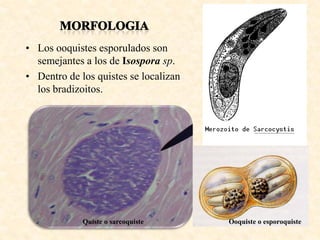 • Los ooquistes esporulados son
  semejantes a los de Isospora sp.
• Dentro de los quistes se localizan
  los bradizoitos.




             Quiste o sarcoquiste      Ooquiste o esporoquiste
 