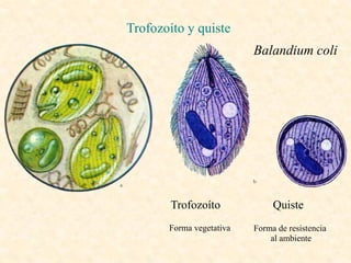 Trofozoíto y quiste
                          Balandium coli




        Trofozoíto             Quiste
       Forma vegetativa   Forma de resistencia
                              al ambiente
 