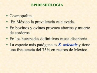 EPIDEMIOLOGIA

 Cosmopolita.
 En México la prevalencia es elevada.
 En bovinos y ovinos provoca abortos y muerte
  de corderos.
 En los huéspedes definitivos causa disentería.
 La especie más patógena es S. ovicanis y tiene
  una frecuencia del 75% en rastros de México.
 