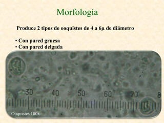 Morfología
  Produce 2 tipos de ooquistes de 4 a 6µ de diámetro

 • Con pared gruesa
 • Con pared delgada




Ooquistes 100x
 