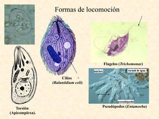 Formas de locomoción




                                      Flagelos (Trichomonas)


                      Cilios
                 (Balantidium coli)




   Torsión                            Pseudópodos (Entamoeba)
(Apicomplexa).
 