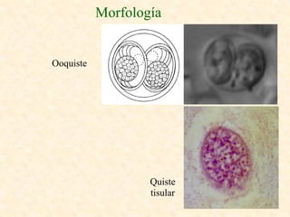 Morfología


Ooquiste




                   Quiste
                   tisular
 