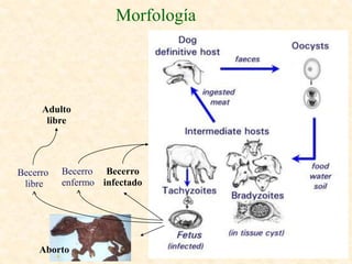 Morfología




     Adulto
      libre




Becerro   Becerro Becerro
 libre    enfermo infectado




    Aborto
 