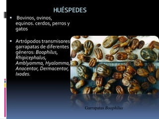 HUÉSPEDES
 Bovinos, ovinos,
  equinos. cerdos, perros y
  gatos

 Artrópodos transmisores:
  garrapatas de diferentes
  géneros: Boophilus,
  Rhipicephalus,
  Amblyomma, Hyalomma,
  Anocentor, Dermacentor,
  Ixodes.




                              Garrapatas Boophilus
 