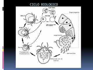 CICLO BIOLOGICO
 