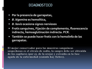 DIAGNOSTICO

 Por la presencia de garrapatas,
 B. bigemina es hemolítica,
 B. bovis ocasiona signos nerviosos
 Frotis sanguíneo, Fijación de complemento, fluorescencia
  indirecta, hemoaglutinación indirecta. PCR.
 También se puede hacer frotis con la hemolinfa de las
  garrapatas.
 