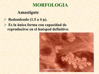 MORFOLOGIA
        Amastigote
 Redondeado (1.5 a 4 µ).
 Es la única forma con capacidad de
 reproducirse en el huésped definitivo.




                      Amastigotes en corazón
 