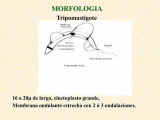 MORFOLOGIA
                  Tripomastigote




16 a 20µ de largo, cinetoplasto grande,
Membrana ondulante estrecha con 2 ó 3 ondulaciones.
 