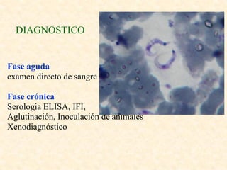 DIAGNOSTICO


Fase aguda
examen directo de sangre

Fase crónica
Serologia ELISA, IFI,
Aglutinación, Inoculación de animales
Xenodiagnóstico
 