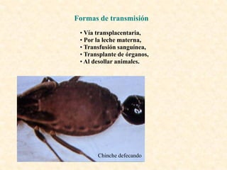 Formas de transmisión
 • Vía transplacentaria,
 • Por la leche materna,
 • Transfusión sanguínea,
 • Transplante de órganos,
 • Al desollar animales.




       Chinche defecando
 