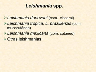 Leishmania spp.

Leishmania donovani (com. visceral)
Leishmania tropica, L. brazilienzis (com.
 mucocutáneo)
Leishmania mexicana (com. cutáneo)
Otras leishmanias
 