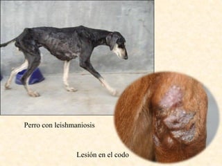 Perro con leishmaniosis



                 Lesión en el codo
 