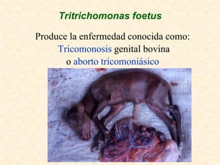 Tritrichomonas foetus

Produce la enfermedad conocida como:
     Tricomonosis genital bovina
       o aborto tricomoniásico
 