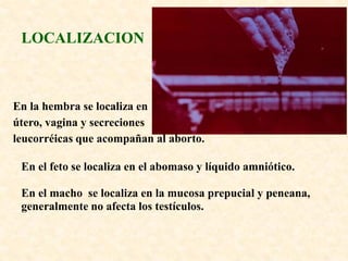 LOCALIZACION



En la hembra se localiza en
útero, vagina y secreciones
leucorréicas que acompañan al aborto.

 En el feto se localiza en el abomaso y líquido amniótico.

 En el macho se localiza en la mucosa prepucial y peneana,
 generalmente no afecta los testículos.
 