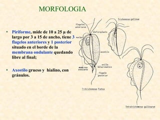 Paracit ptrotozoorios | PDF